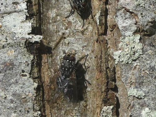 Polietes sp.